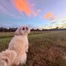 🐶✈️🌎🏖️'s profile picture