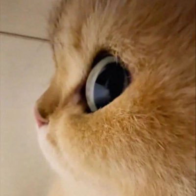 𝐩𝐩𝐮𝐮𝐧𝐧 ◡̈ 🍅 (🧛)'s profile picture
