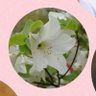 つつじ profil fotoğrafı
