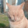 errant cattus 🐾 profil fotoğrafı