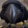 Profilbild von _Blackness_2.0