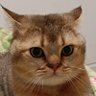 ADo Li profil fotoğrafı