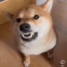 Tony Ngo's profile picture