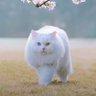 Фото профиля Negaraku