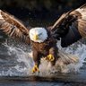 Aigle2b54's profile picture