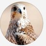 ابو عبداللة's profile picture