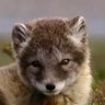Profilbild von Klover