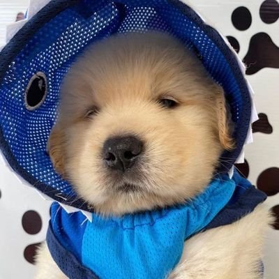 llobluu1127's profile picture