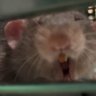 村上ラット🐀🐁 profil fotoğrafı