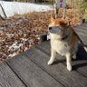コカパピ's profile picture