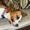 Amy spera profil fotoğrafı
