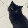 Baraa's profile picture