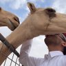 فيصل profil fotoğrafı