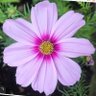 Фото профиля Lavender