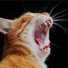 ARMANI ♈️🕊️ profil fotoğrafı