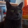 Santiago Gómez's profile picture