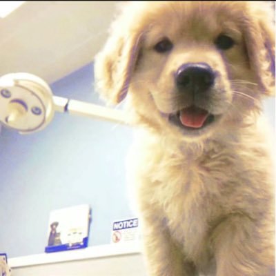 puppylovewithme's profile picture