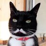 はる先輩's profile picture