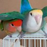 プルーム★ぽっけP3 的头像