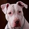 Shitbull Revoltado 🐶⚠️☢️🚸🚭🚯🚳🚷📵's profile picture