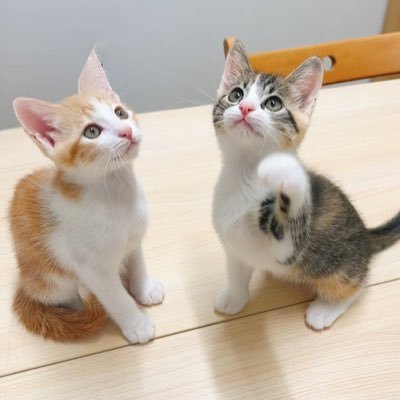 ういろうとわらび🐾's profile picture