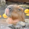 進撃のカピバラ's profile picture