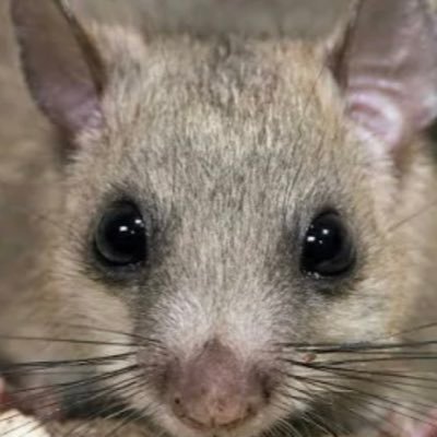 にゃあ's profile picture