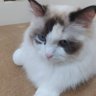 Фото профиля まゆゆ