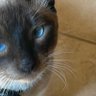 Profilbild von Nala