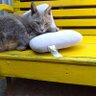 トム's profile picture