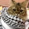 Profilbild von فاطمة المحمداوي