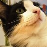 Фото профиля A veia dos gatos