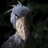 Σ 🇱🇧 profil fotoğrafı