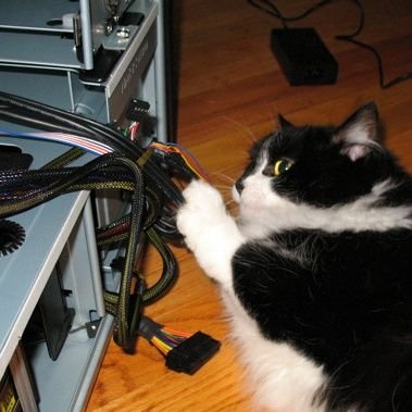 Catman's profile picture