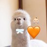 peco🤘🏻🧡 profil fotoğrafı