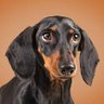 Er_Teckel's profile picture
