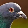 MessagrPigeon's profile picture