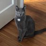 Bailey King profil fotoğrafı