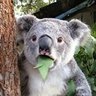 koala_Investment_jp's profile picture