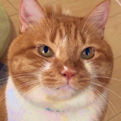 ごま太郎's profile picture