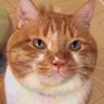 ごま太郎 profil fotoğrafı