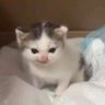 布酱栗猫's profile picture