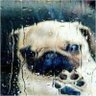 sadpug 的头像