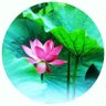 Grace YUAN's profile picture
