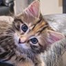 king chichi profil fotoğrafı