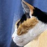加齢臭が少し弱いG党 2025年現地1勝1敗 profil fotoğrafı