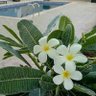 Фото профиля Noor Abdalah