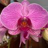 Фото профиля Rosarina