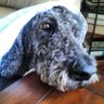 Profilbild von Maxinetheblackpoodle