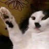 Eilat ali's profile picture